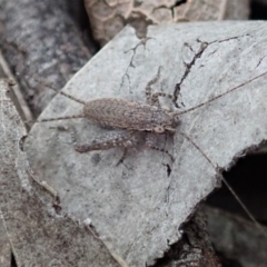 Eurepa marginipennis at Dunlop, ACT - 4 Apr 2019