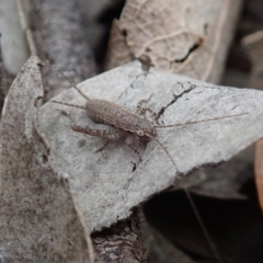 Eurepa marginipennis at Dunlop, ACT - 4 Apr 2019