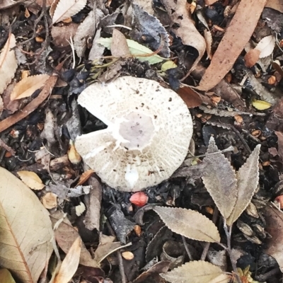 Lepiota s.l. at Hughes Garran Woodland - 5 Apr 2019 by ruthkerruish