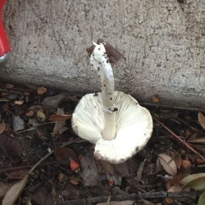 Lepiota s.l. at Hughes, ACT - 5 Apr 2019