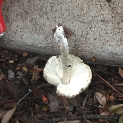 Lepiota s.l. at Hughes, ACT - 5 Apr 2019