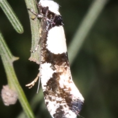 Monopis icterogastra (Wool Moth) at Ainslie, ACT - 5 Apr 2019 by jbromilow50