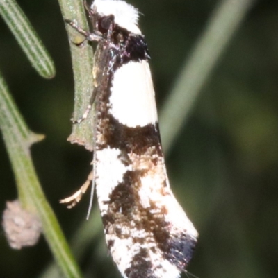 Monopis icterogastra (Wool Moth) at Ainslie, ACT - 5 Apr 2019 by jb2602