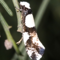 Monopis icterogastra at Ainslie, ACT - 5 Apr 2019