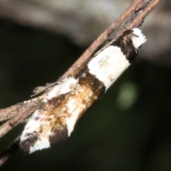 Monopis icterogastra at Ainslie, ACT - 5 Apr 2019 04:08 PM