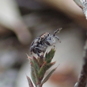 Maratus calcitrans at Aranda, ACT - 4 Apr 2019