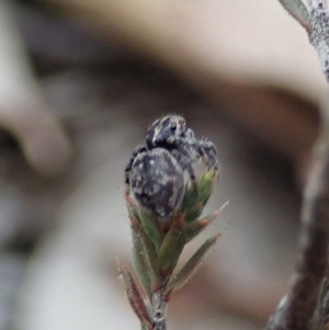 Maratus calcitrans at Aranda, ACT - 4 Apr 2019