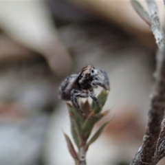 Maratus calcitrans at Aranda, ACT - suppressed