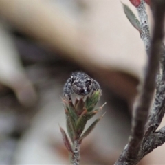 Maratus calcitrans at Aranda, ACT - 4 Apr 2019