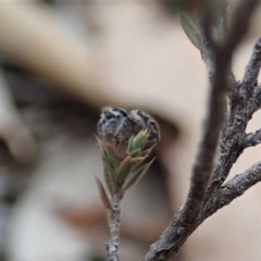 Maratus calcitrans at Aranda, ACT - 4 Apr 2019