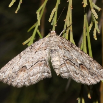 Ectropis (genus) (An engrailed moth) at Mount Ainslie - 4 Apr 2019 by jbromilow50