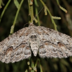 Ectropis (genus) at Ainslie, ACT - 4 Apr 2019