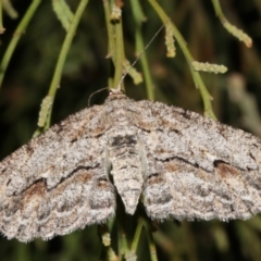 Ectropis (genus) at Ainslie, ACT - 4 Apr 2019