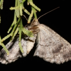 Ectropis (genus) at Ainslie, ACT - 4 Apr 2019