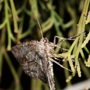 Ectropis (genus) at Ainslie, ACT - 4 Apr 2019