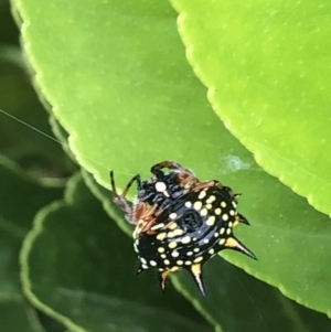 Austracantha minax at Flynn, ACT - 5 Apr 2019 05:34 PM