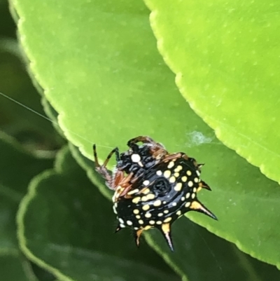 Austracantha minax (Christmas Spider, Jewel Spider) at Flynn, ACT - 5 Apr 2019 by Naffy