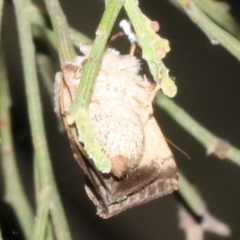 Proteuxoa leptochroa (Broad-bodied Noctuid) at Ainslie, ACT - 4 Apr 2019 by jbromilow50