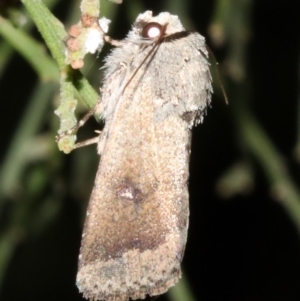 Proteuxoa leptochroa at Ainslie, ACT - 4 Apr 2019 08:59 PM