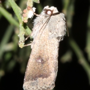 Proteuxoa leptochroa at Ainslie, ACT - 4 Apr 2019 08:59 PM