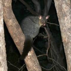 Trichosurus vulpecula (Common Brushtail Possum) at Mount Ainslie - 3 Apr 2019 by jbromilow50