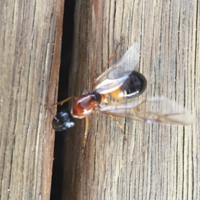 Camponotus consobrinus (Banded sugar ant) at Illilanga & Baroona - 11 Jan 2018 by Illilanga