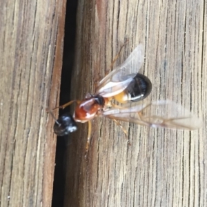 Camponotus consobrinus at Michelago, NSW - 11 Jan 2018