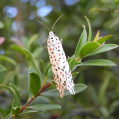 Utetheisa pulchelloides (Heliotrope Moth) at Kambah, ACT - 2 Apr 2019 by MatthewFrawley