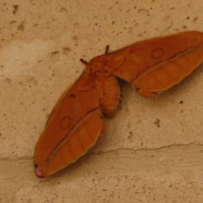 Opodiphthera helena (Helena Gum Moth) at QPRC LGA - 5 Jan 2018 by Whirlwind