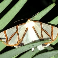 Thalaina clara (Clara's Satin Moth) at QPRC LGA - 5 Apr 2019 by Whirlwind