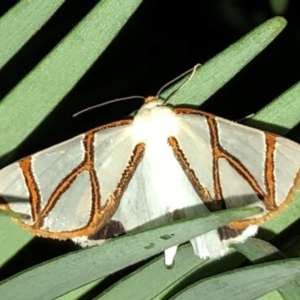 Thalaina clara at Sutton, NSW - 5 Apr 2019