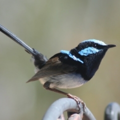 Malurus cyaneus (Superb Fairywren) at Sutton, NSW - 27 Nov 2018 by Whirlwind