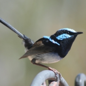 Malurus cyaneus at Sutton, NSW - 28 Nov 2018 12:00 AM