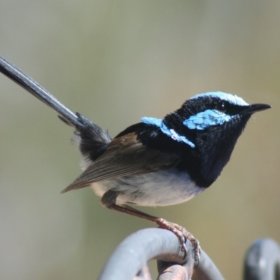 Malurus cyaneus (Superb Fairywren) at Sutton, NSW - 27 Nov 2018 by Whirlwind