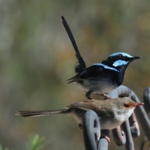 Malurus cyaneus at Sutton, NSW - 28 Nov 2018 12:00 AM