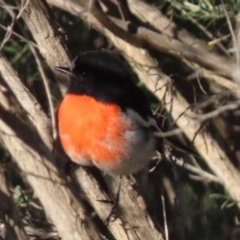 Petroica boodang (Scarlet Robin) at Sutton, NSW - 19 Feb 2019 by Whirlwind