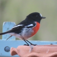 Petroica boodang (Scarlet Robin) at Sutton, NSW - 1 Mar 2019 by Whirlwind
