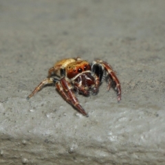 Salticidae (family) (Jumping spider) at Hackett, ACT - 1 Apr 2019 by TimL