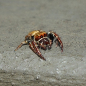 Salticidae (family) at Hackett, ACT - 1 Apr 2019 12:39 PM