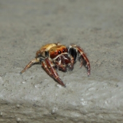 Salticidae (family) (Unidentified Jumping spider) at Hackett, ACT - 1 Apr 2019 by TimL