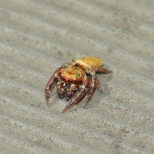 Salticidae (family) at Hackett, ACT - 1 Apr 2019 12:39 PM