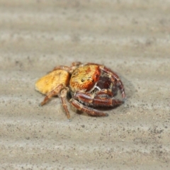 Salticidae (family) at Hackett, ACT - 1 Apr 2019 12:39 PM