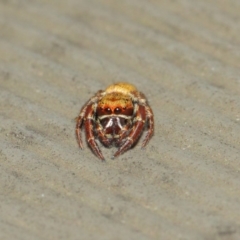 Salticidae (family) at Hackett, ACT - 1 Apr 2019