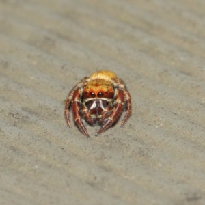 Salticidae (family) at Hackett, ACT - 1 Apr 2019