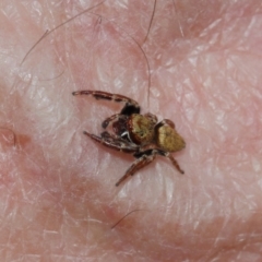 Salticidae (family) at Hackett, ACT - 1 Apr 2019