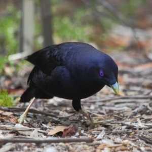 Ptilonorhynchus violaceus at Hackett, ACT - 1 Apr 2019 11:52 AM