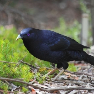 Ptilonorhynchus violaceus at Hackett, ACT - 1 Apr 2019 11:52 AM