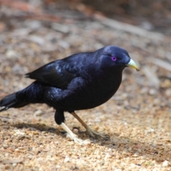 Ptilonorhynchus violaceus at Hackett, ACT - 1 Apr 2019 11:52 AM