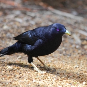 Ptilonorhynchus violaceus at Hackett, ACT - 1 Apr 2019 11:52 AM