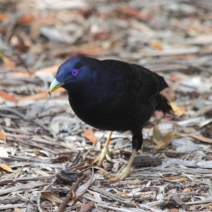 Ptilonorhynchus violaceus at Hackett, ACT - 1 Apr 2019 11:52 AM